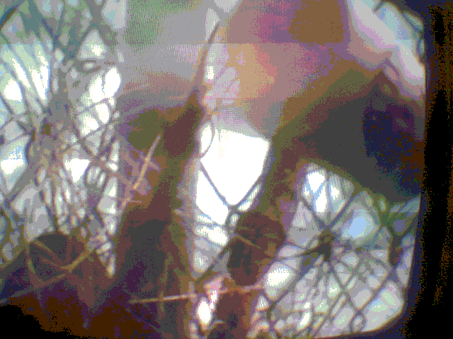 tstck1.gif
